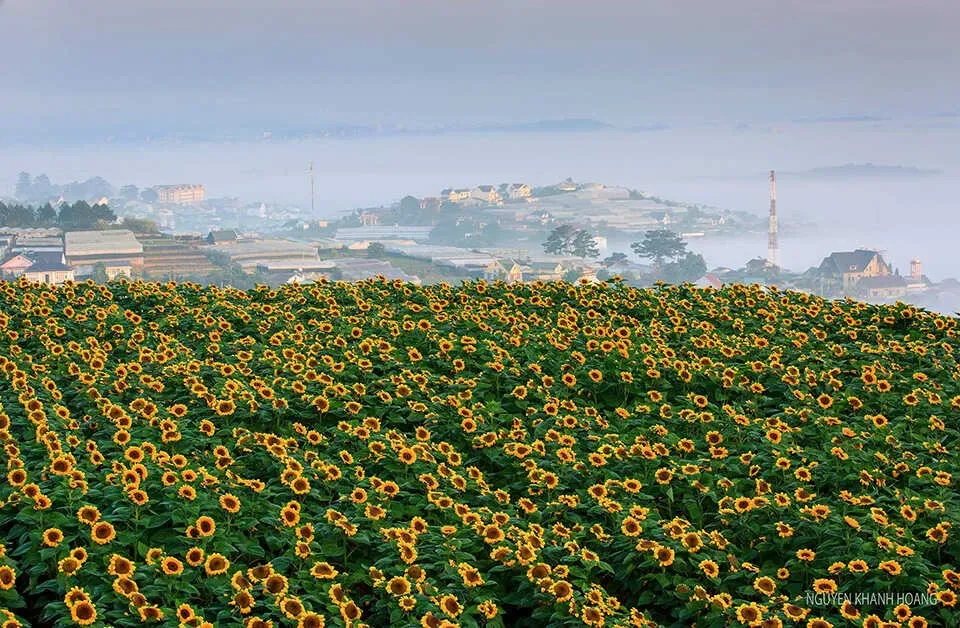 Discover the Stunning Dalat Sunflower Fields | iGuide | iGuide